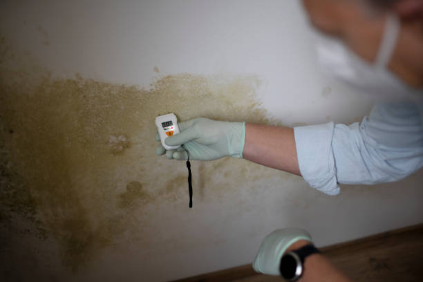 Reliable North Plains, OR Mold Remediation Solutions